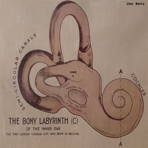 bony labyrinth jon betz