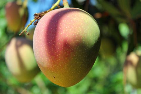 mango fruit hd images  dane goodnight blog