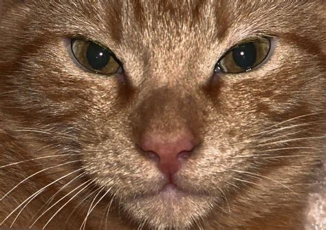 Kiki the Cat. They say that cats know nothing of… | by Irma Wilkins ...