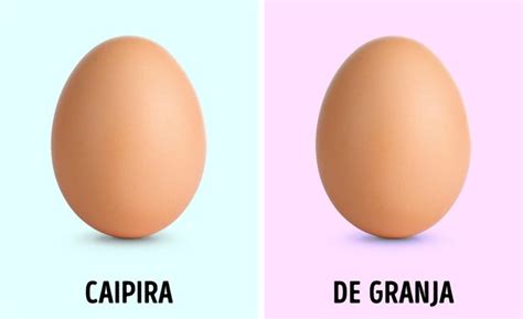 Diferença Ovo Branco E Vermelho - Qual a diferença entre ovos brancos e vermelhos? - 25/06/2018 / Incrível