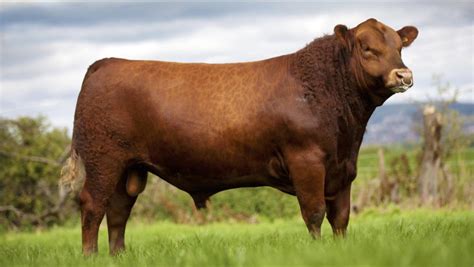 Red Angus - Livestock Capital