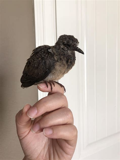 Fledgling Mourning Dove is becoming weaker. Help! : r/PetDoves