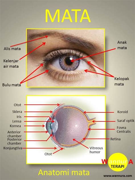 detail anatomi mata manusia koleksi nomer