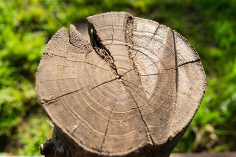 baumringe bilder durchsuchen  archivfotos vektorgrafiken und