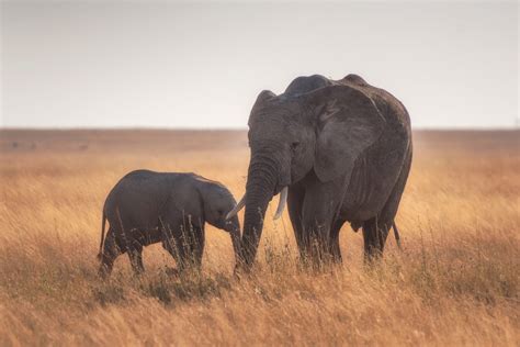 Baby Elephant - 4k Elephant Backgrounds - 1140x761 - Download HD ...