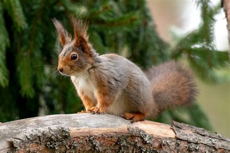Eurasian Red Squirrel (Sciurus vulgaris) | Wildlife Vagabond