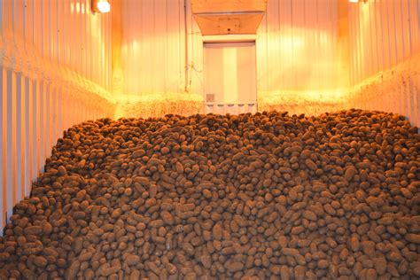 potato storage tips   experts wisconsin potatoes