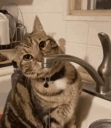 cat drinking gif cat drinking water discover share gifs