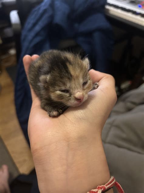 One of our cats gave birth to these little criminals 5 days ago. Here’s