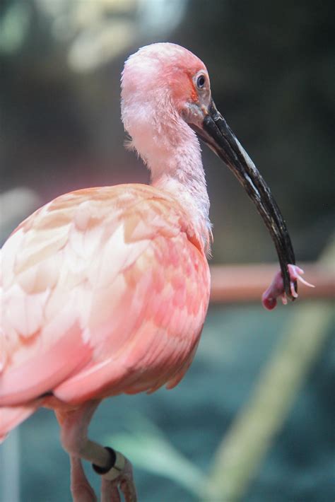 scarlet ibis scarlet ibis holding  baby mouse   cent flickr