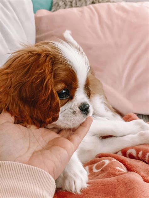 14 incredible facts about king charles spaniels that you did not know ...