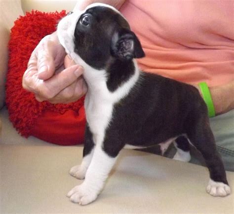 Teacup Cute Boston Terrier Puppies - Pets Lovers