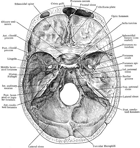 Base of Skull from Above | ClipArt ETC