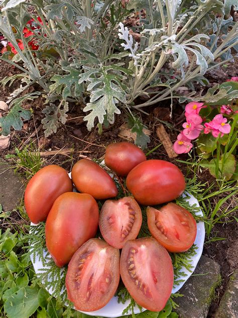 Dwarf Almandine / Гном Альмандин | Lux Tomatoes