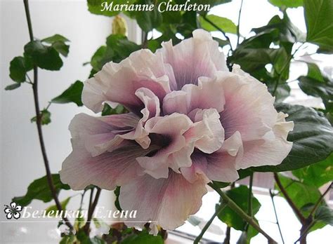 Гибискус Marianne Charleton