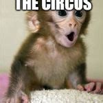 Surprised baby monkey Meme Generator - Imgflip