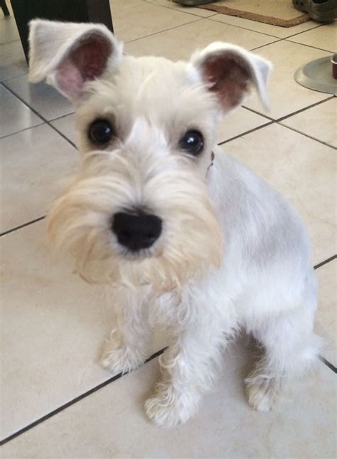 White Miniature Schnauzer | Adorable Dog Breed