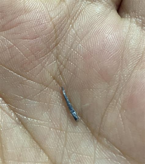 tips for lovebird scratching indoors 2