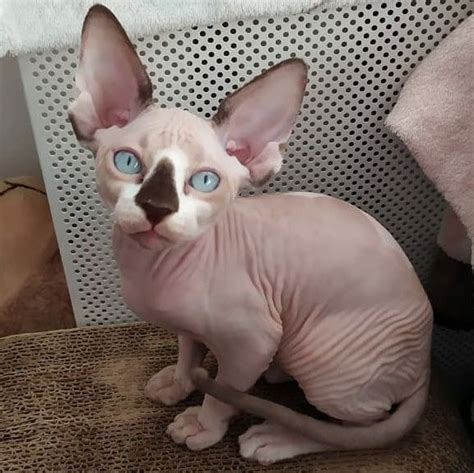 Hairless Cat Kittens For Adoption - rtkrockytopkid