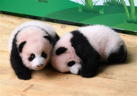 Panda Cubs Playing
