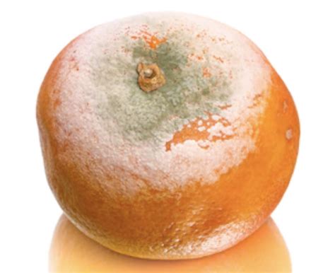 Citrus Object Detection Object Detection Dataset and Pre-Trained Model ...