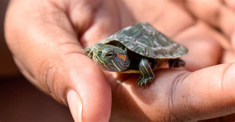 How To Care For Red Eared Slider Baby Turtles?