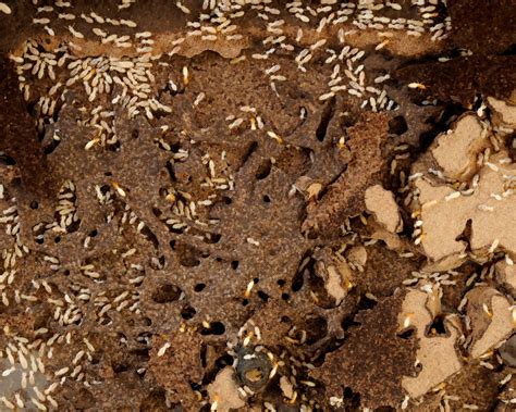 Do Termites Like Particle Board at Joshua Tyler blog