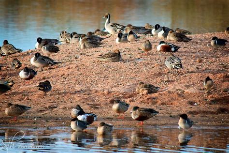 Island birds - Riparian Preserve, Gilbert, AZ | San Tan Hills ... | Island, Birds, Small island