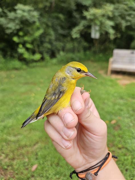Brewster's Warbler | Scrolller