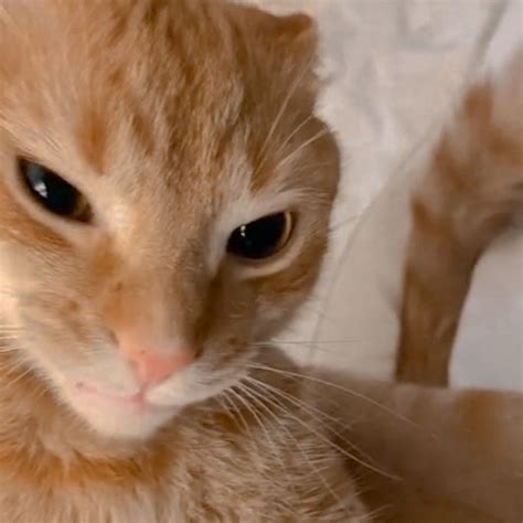 cute cat meme face pretty cats cat eyes drawing silly cats pictures