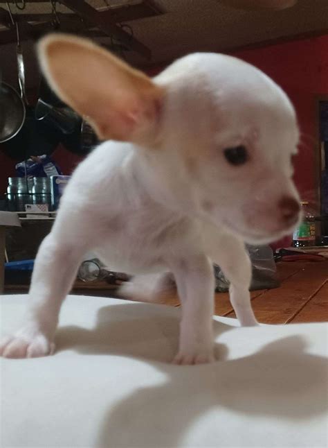 Daisy.. Purebred Deer Head Chihuahua looking for her forever home.