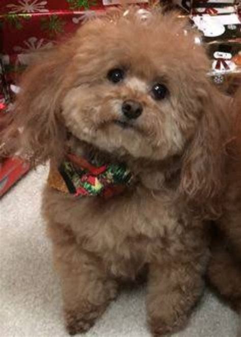 toy poodle dog breed information images characteristics health
