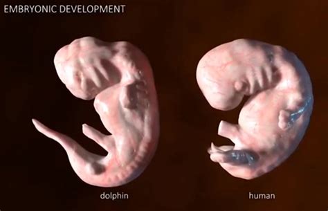 Development of dolphin and human embryos | By MOHC PRO