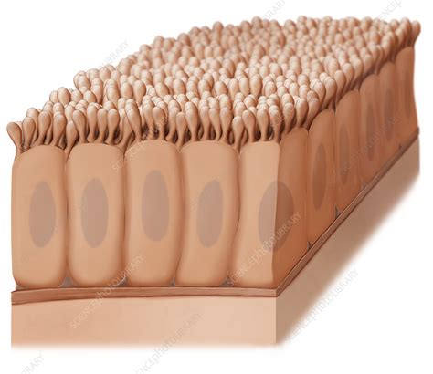 epithelium illustration stock image  science photo library