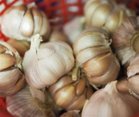 methods  storing garlic