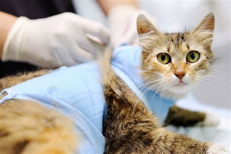 Кастрация котов в городе Балашиха - Vet-vesta
