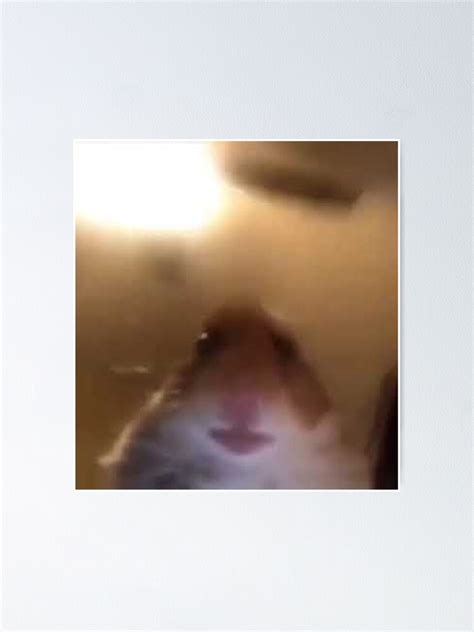 "Staring Hamster" Poster by jenkii | Redbubble