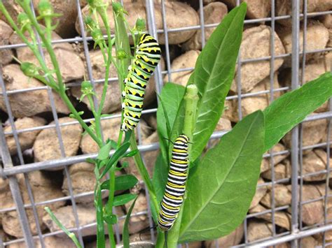 Eastern Black Swallowtail Butterflies Everywhere: Here’s How to Raise ...