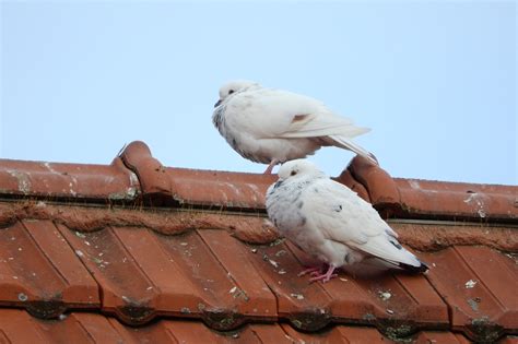 Pigeons,the breeding of pigeons,dove,white dove,pigeon - free image ...
