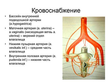 Анатомия и патология вульвы и влагалища - online presentation