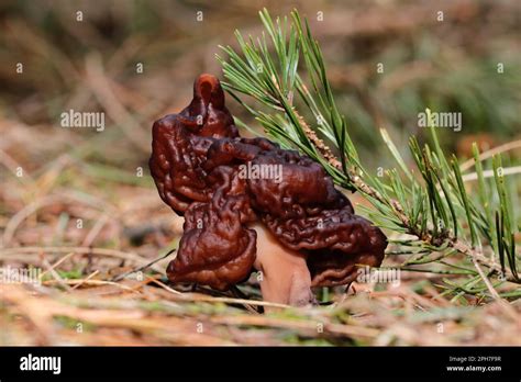 The False Morel fungus, Gyromitra esculenta, which despite its scientific name meaning 'edible ...