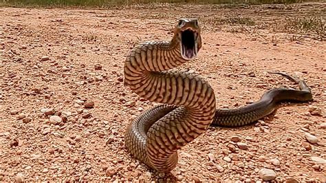 Tiger Snake: Discover Australia’s Venomous Snake | STC