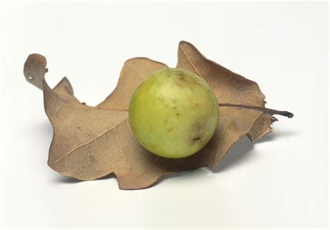 insects   arthropods   galls