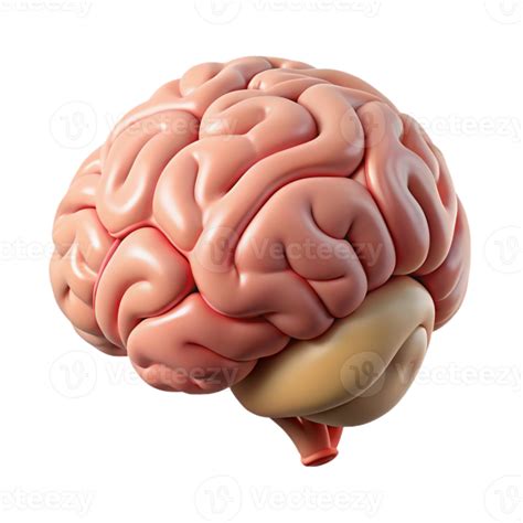 wonderful modern Brain Anatomy Diagram Isolated Illustration high