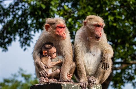 US Customs discover mummified monkeys in luggage | Al Bawaba