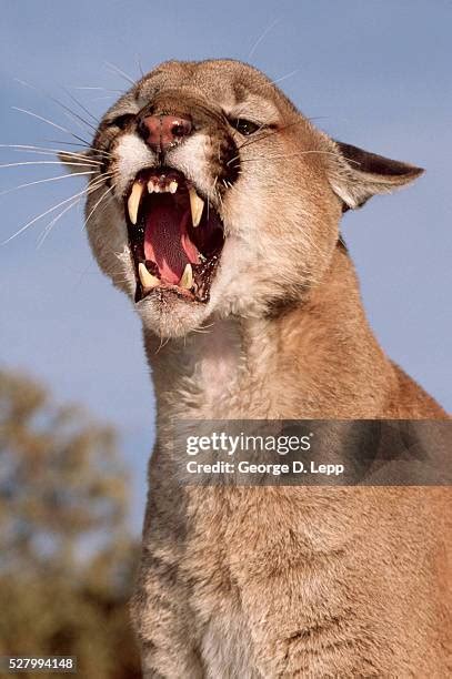 136 Mountain Lion Growl Stock Photos, High-Res Pictures, and Images ...