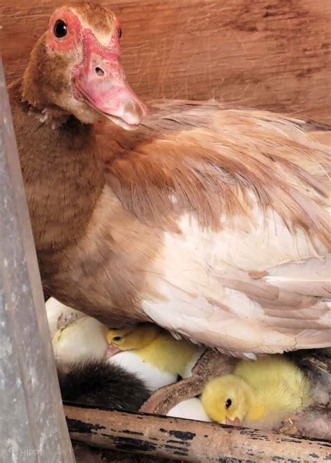 So, How Long Do Ducks Sit on Their Eggs?