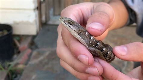 Alligator Lizard Bite : Learn about the symptoms of a spider bite.