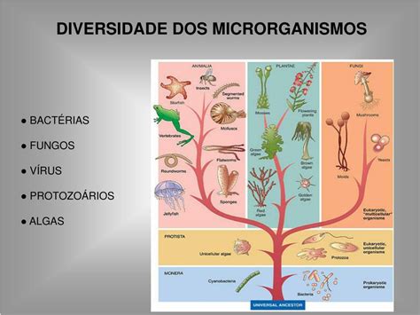 Microbiologia O Que E - PPT - INTRODUÇÃO À MICROBIOLOGIA PowerPoint Presentation, free download ...
