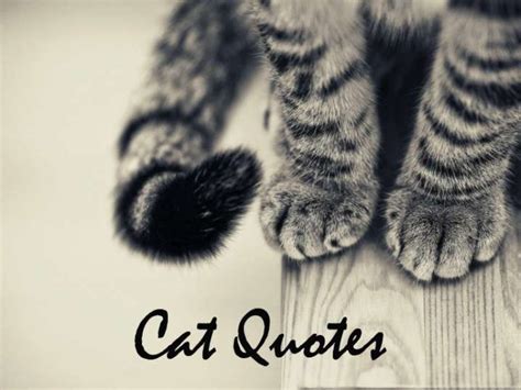 Famous cat quotes